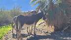 The wild burros of Saline Valley